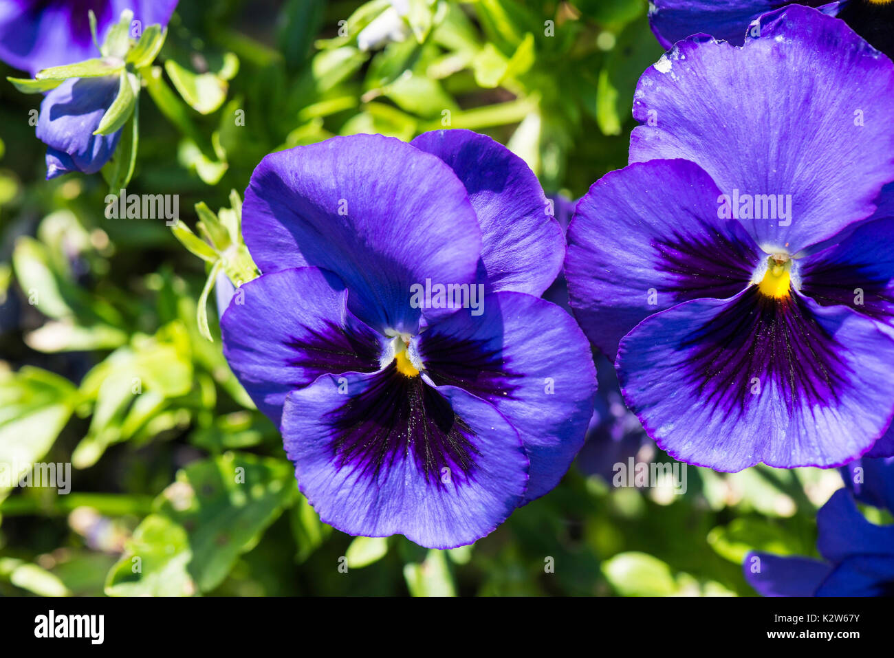 Blau Stiefmütterchen (Viola tricolor var. hortensis) Stockfoto
