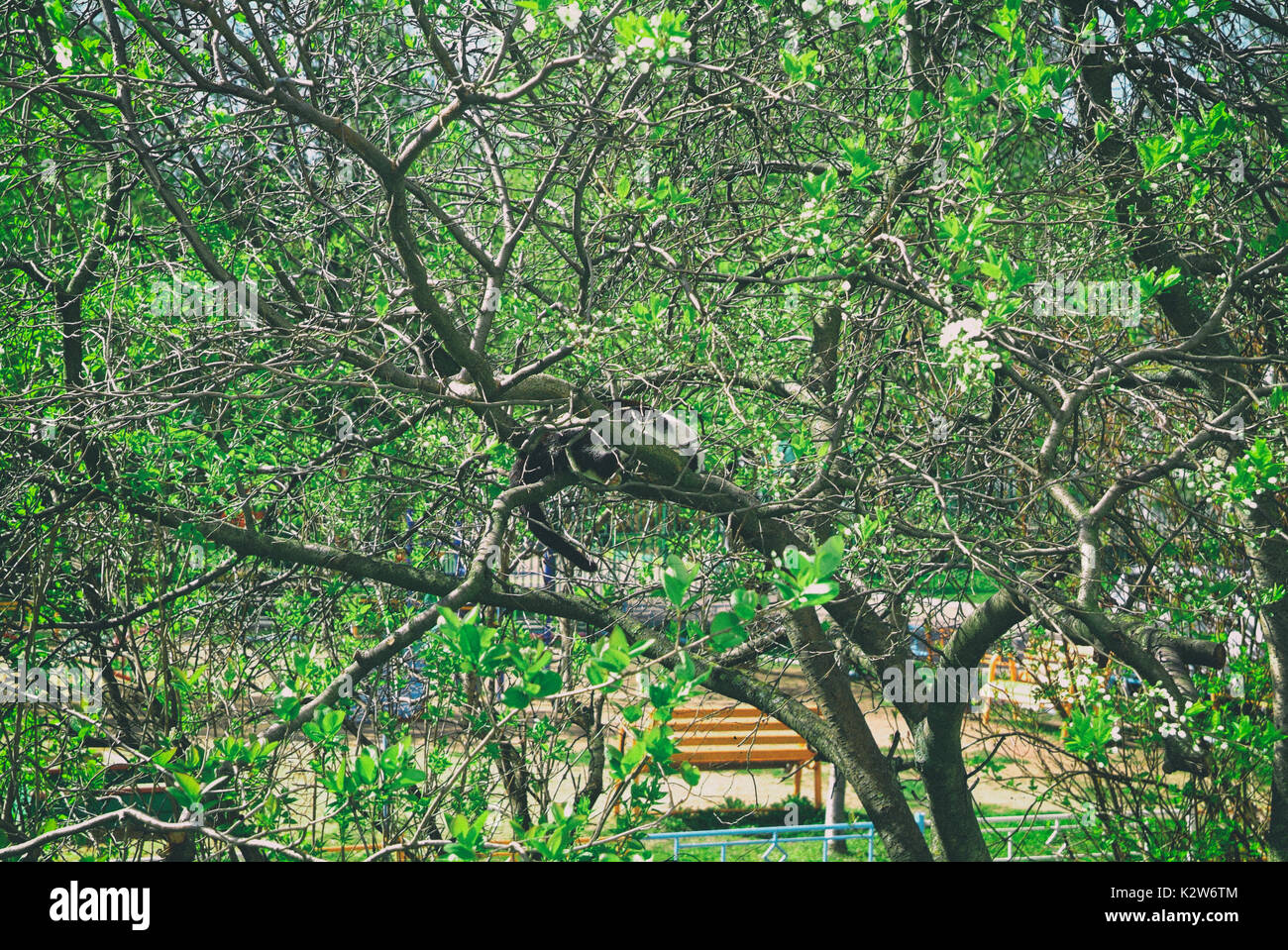 Die Katze liegt auf dem Zweige eines Baumes im Frühjahr, Moskau Stockfoto