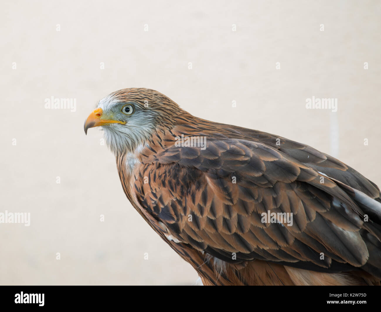 Red Kite-Color (Farbe) Stockfoto