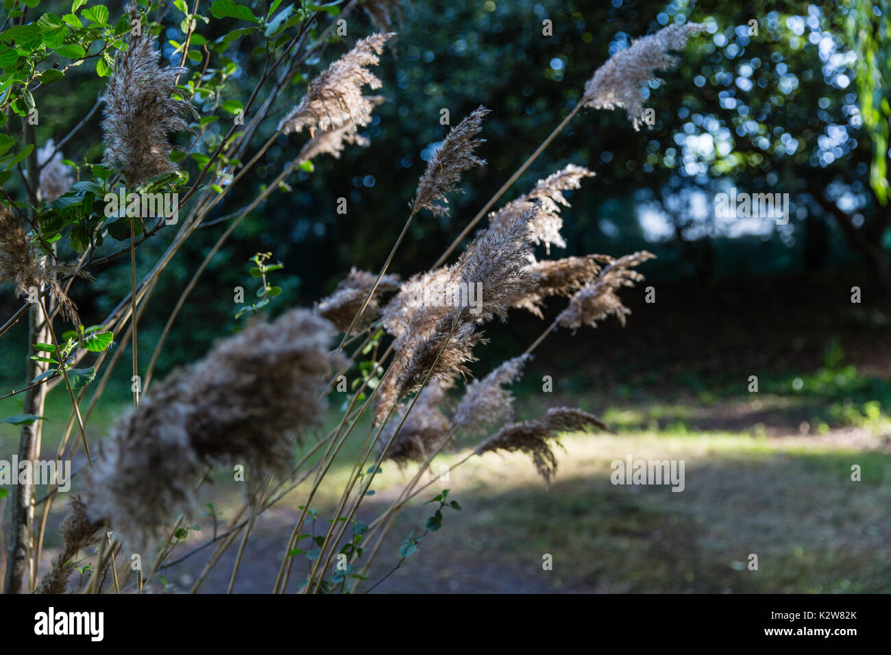 Die ibtc Lowestoft: Broadland Bootsbauer's Garden, designer Gary Brise. Goldmedaille Stockfoto