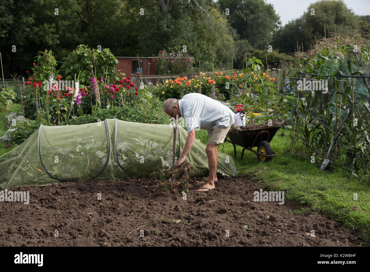 Ernte Gärtner Kartoffeln aus einer Zuteilung in England Großbritannien Stockfoto