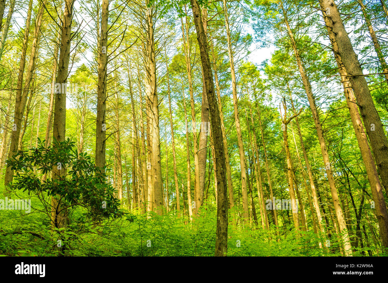 Schönen Wald Bäume grün hinterlegt. Bild wurde an der Delaware Water Gap,  PA genommen Stockfotografie - Alamy