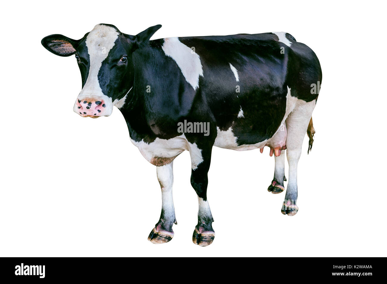 Kuh isoliert auf weißem Hintergrund. Stockfoto