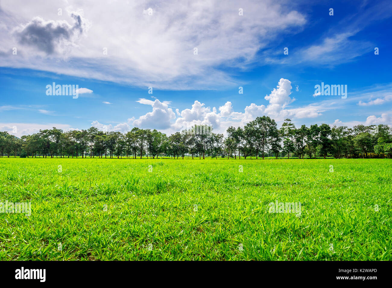 Grünes Gras, das Hintergrundbild des üppigen Gras Feld unter blauem Himmel Stockfoto