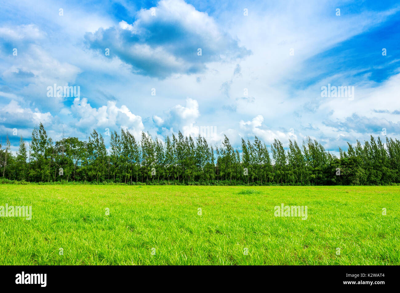 Grünes Gras, das Hintergrundbild des üppigen Gras Feld unter blauem Himmel Stockfoto