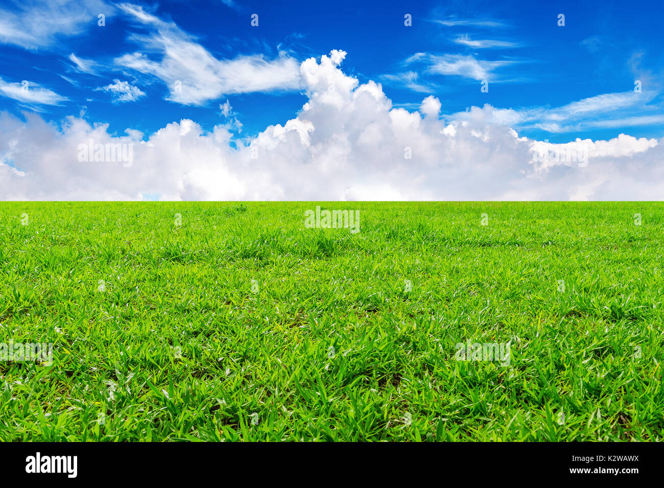 Grünes Gras, das Hintergrundbild des üppigen Gras Feld unter blauem Himmel Stockfoto