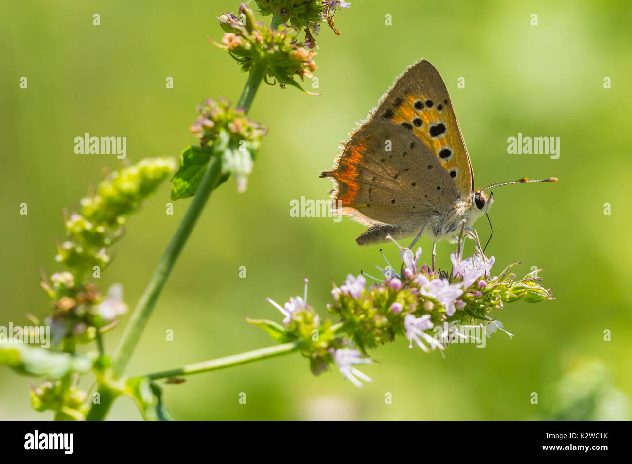 Nahaufnahme eines kleinen oder gemeinsamen Kupfer Schmetterling Lycaena phlaeas, Fütterung, Nektar der Blüten in einem floralen und lebendige Wiese mit hellem Sonnenlicht. Stockfoto