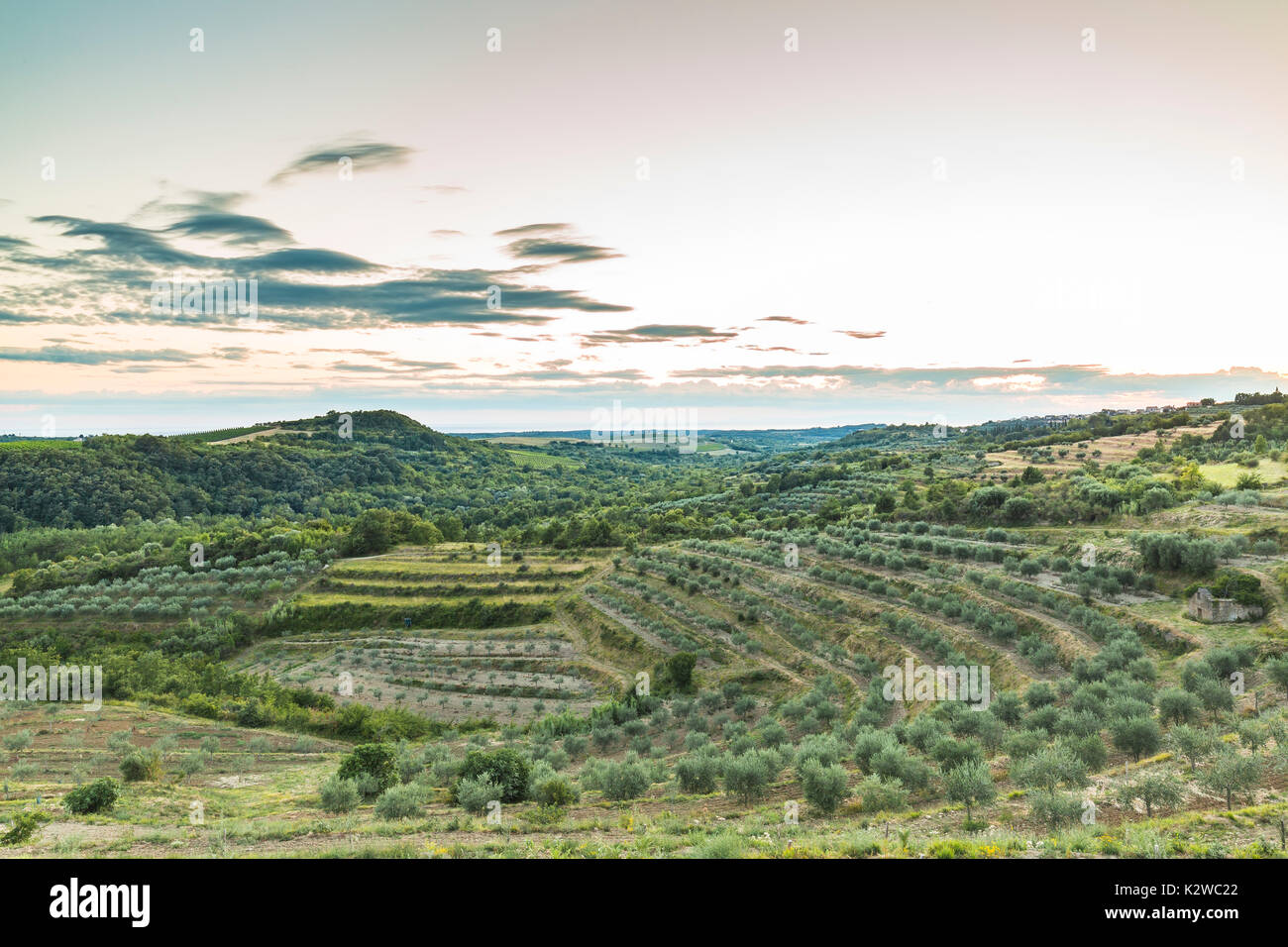 Malerischer Blick auf einen Weinberg in Istrien, Kroatien während der Dämmerung. Stockfoto