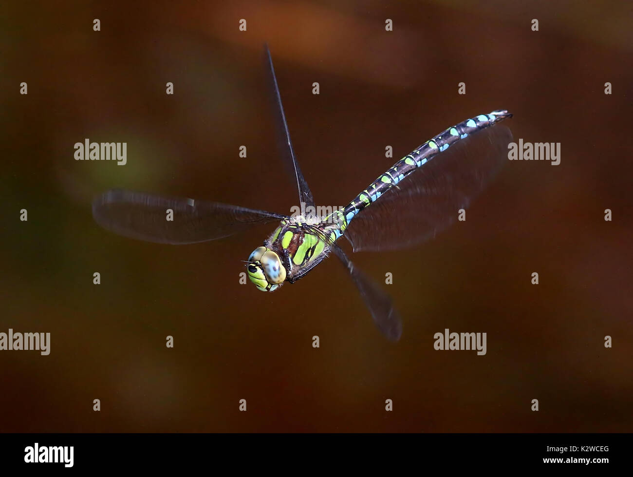 Männliche European Southern Hawker Dragonfly (Aeshna cyanea) im Flug, alias Blau Hawker Stockfoto