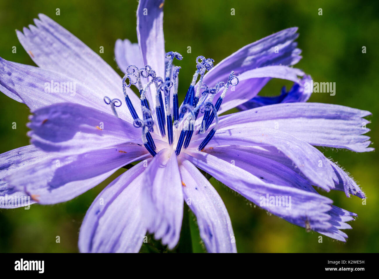 Blau Wildflower gefunden am Berg - Auch genannt: Blaue Daisy, Blau Löwenzahn, Coffeeweed, Kornblumen, Hendibeh. Makro von staubblatt mit Blattläusen. Stockfoto