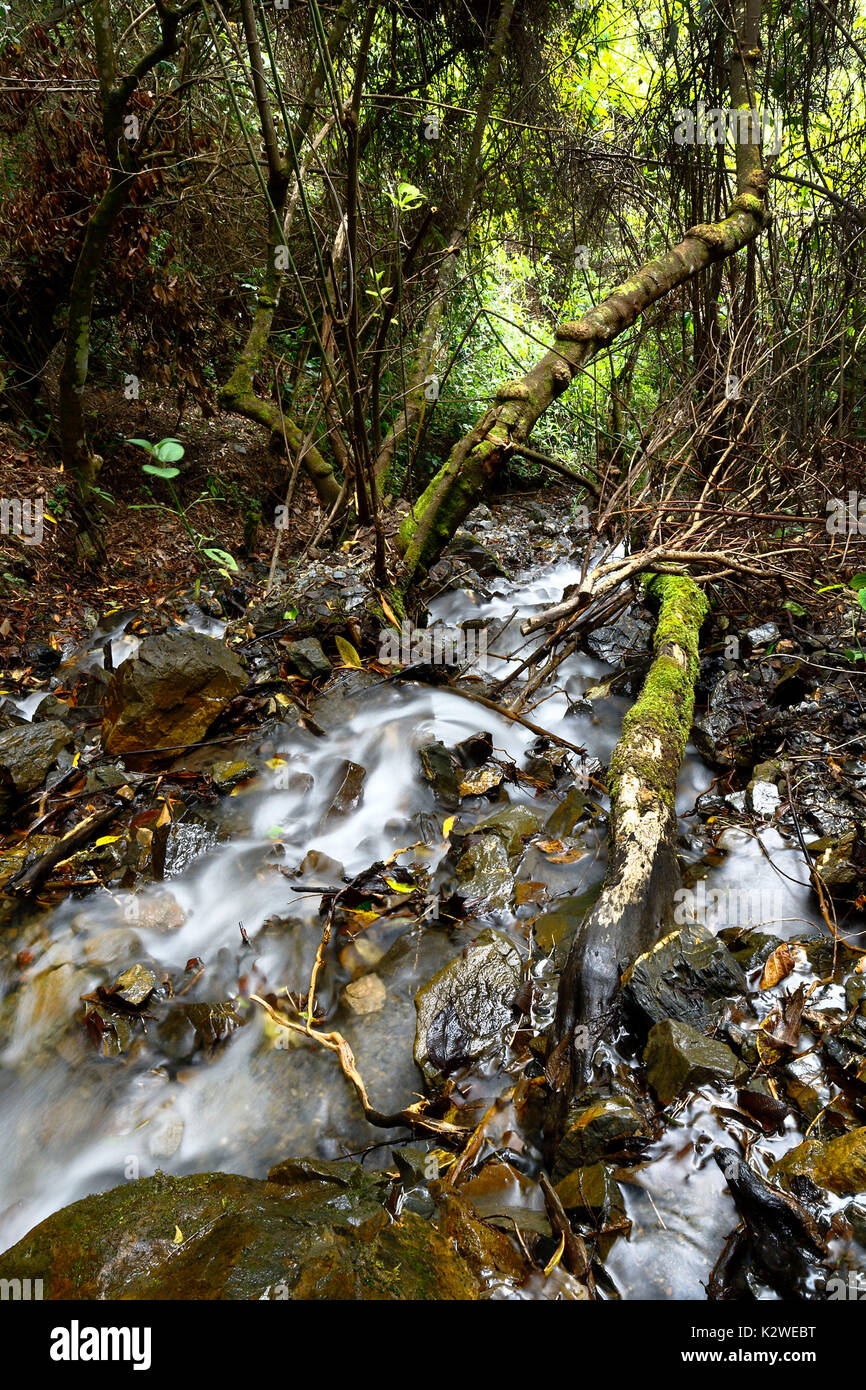 Fluss im Wald in Santo Domingo de Acobamba Stockfoto