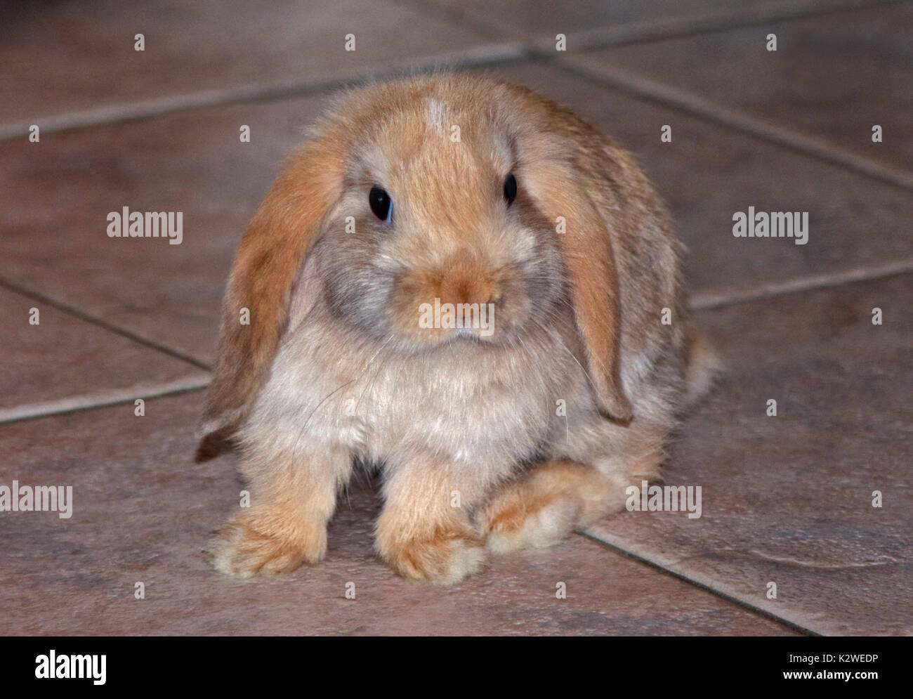 Baby Mini Lop Kaninchen Doe Stockfoto