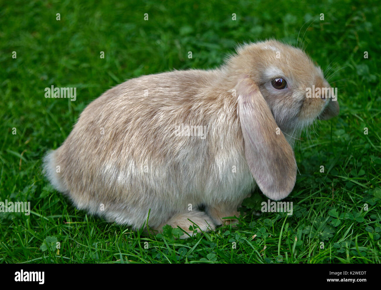 Baby Mini Lop Kaninchen Doe Stockfoto