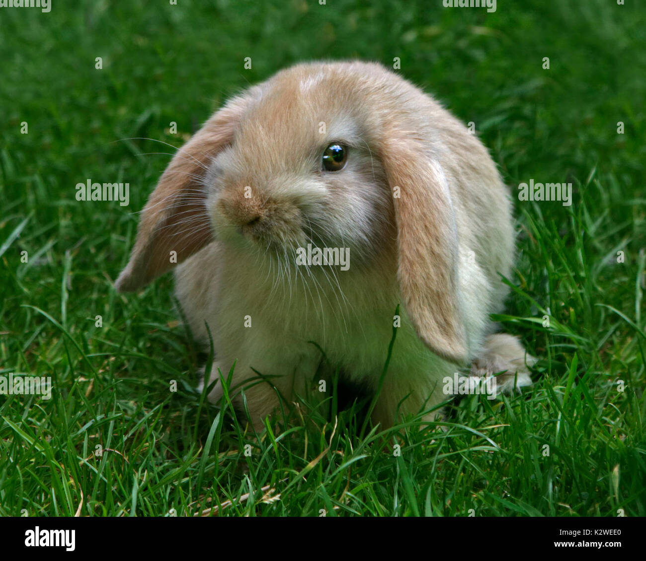 Baby Mini Lop Kaninchen Doe Stockfoto