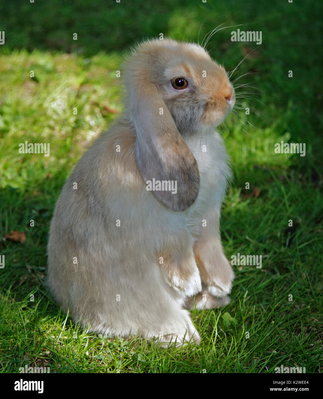 Baby Mini Lop Kaninchen Doe Stockfoto