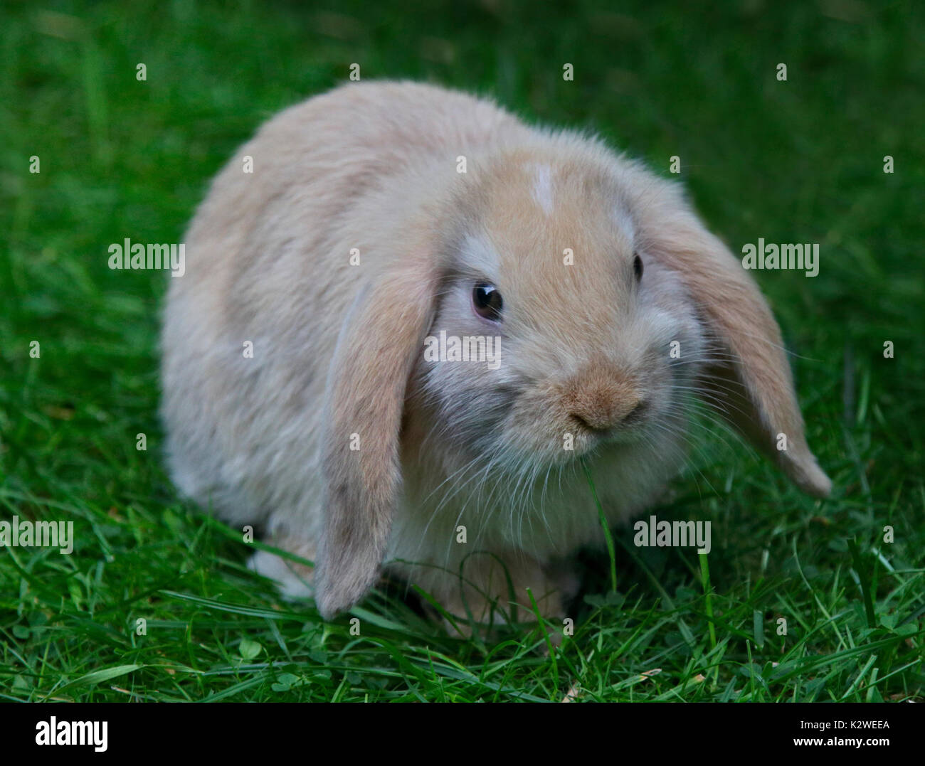 Baby Mini Lop Kaninchen Doe Stockfoto