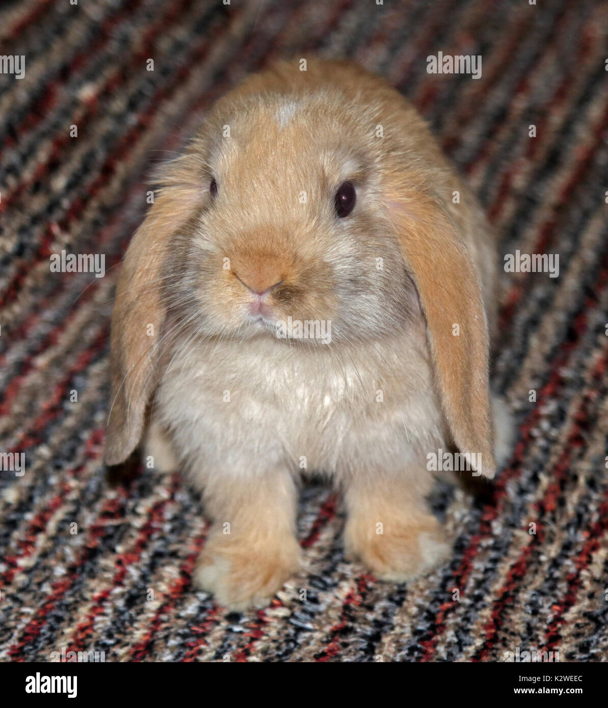 Baby Mini Lop Kaninchen Doe Stockfoto