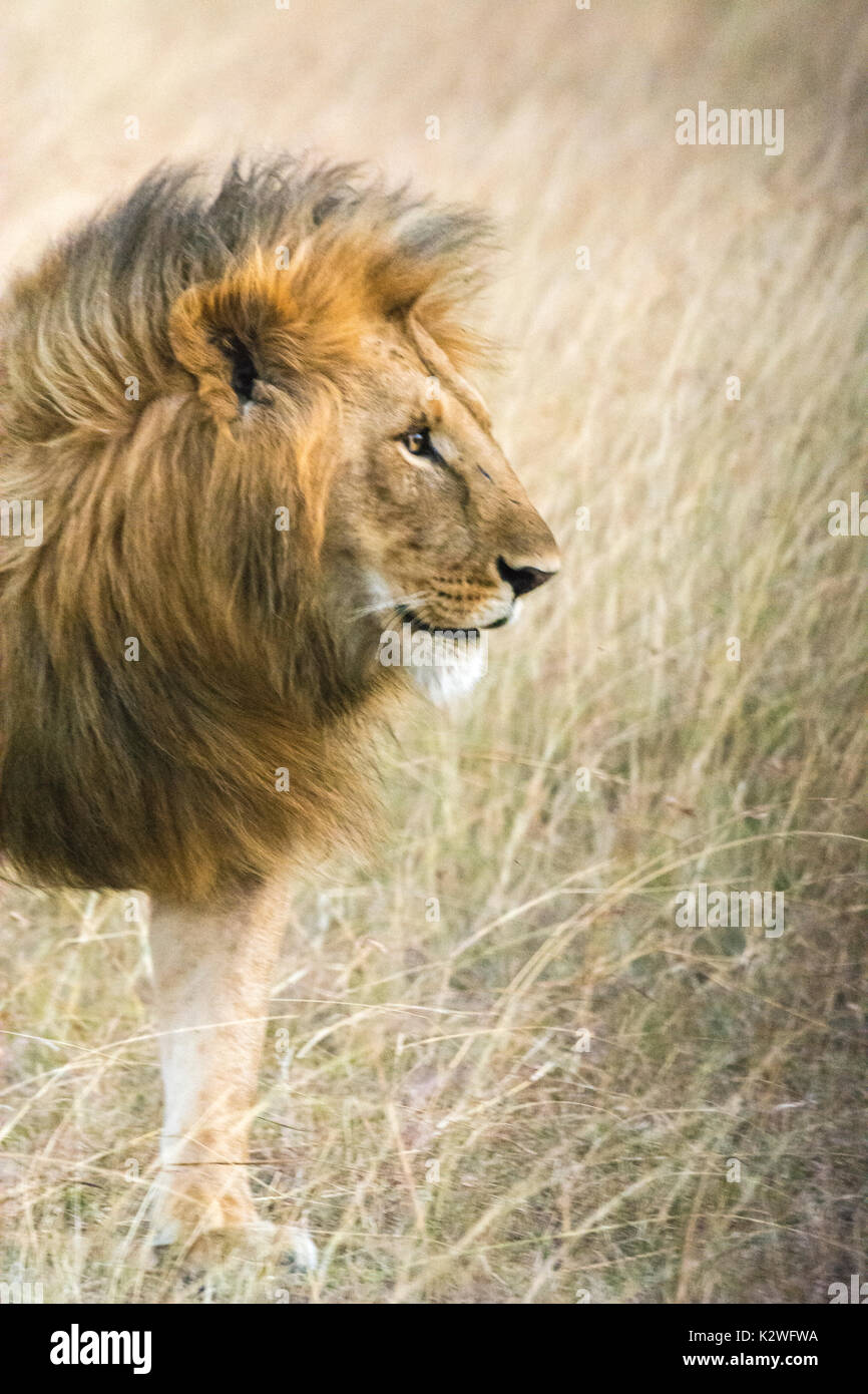 Profil Porträt einer männlichen Afrikanischen Löwen, Panthera leo, mit einem riesigen und wunderschönen Mähne, Masai Mara National Reserve, Kenia, Ostafrika Stockfoto