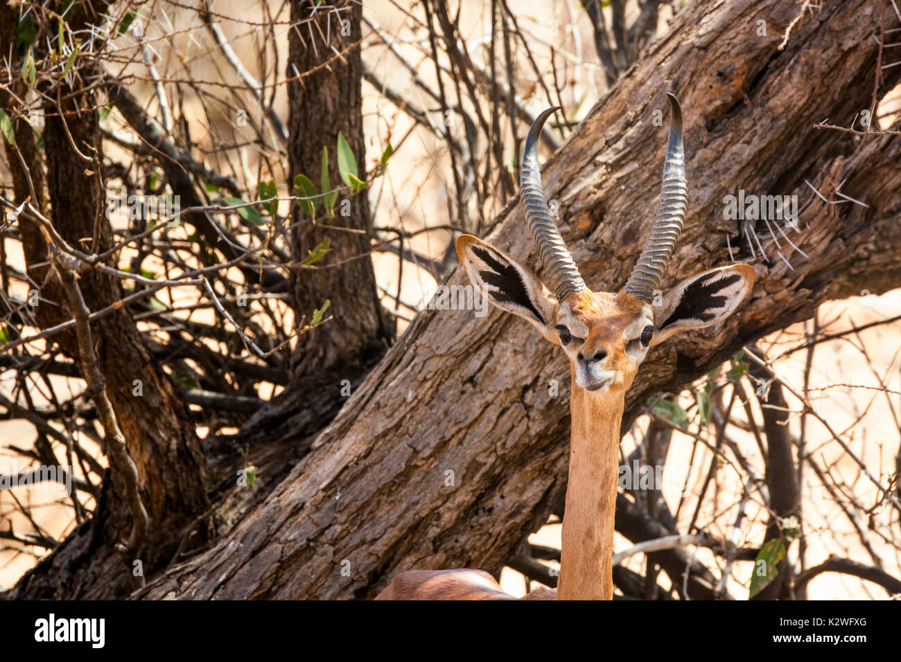 Nahaufnahme einer netten jungen Wilden Gerenuk, Litocranius walleri, Buffalo Springs Game Reserve, Samburu, Kenia, Ostafrika Stockfoto