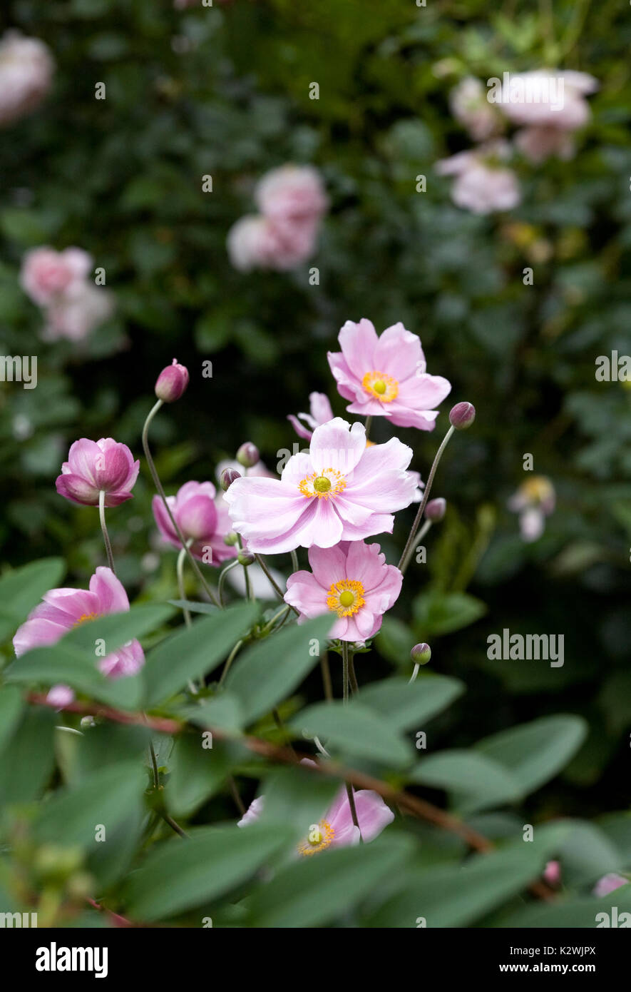Japanische Anemonen Blüte im Spätsommer. Stockfoto