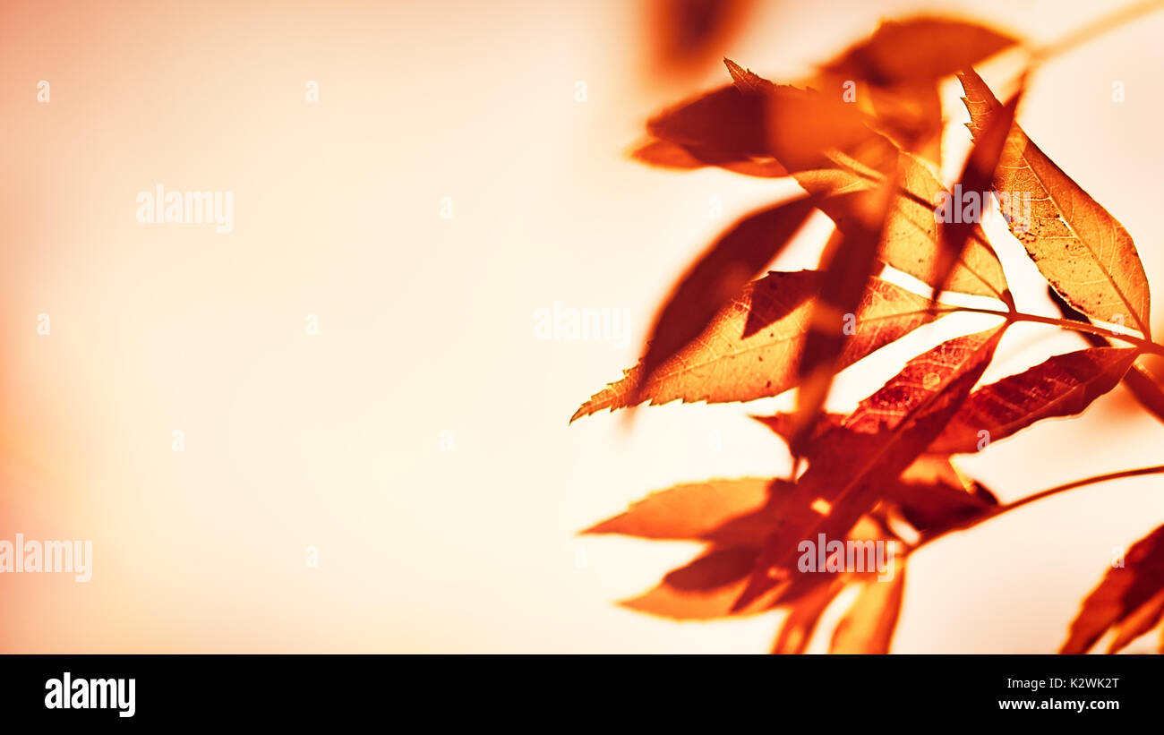 Trockene Blätter im Herbst Grenze über beigen Hintergrund, alten Grunge orange Laub, Wechsel der Natur, Foto mit Kopie Raum, Herbst Jahreszeit Konzept Stockfoto