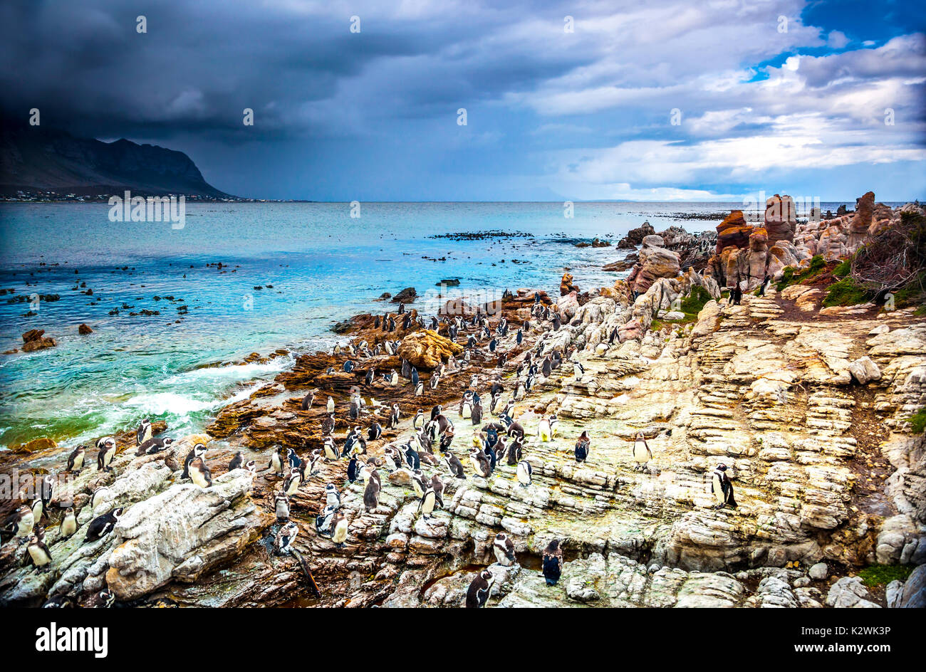 Wunderschöne Landschaft von Betty's Bay, viele Pinguine auf der steinigen Küste in der Nähe der atlantischen Ozean, schöne wilde Natur von Südafrika Stockfoto