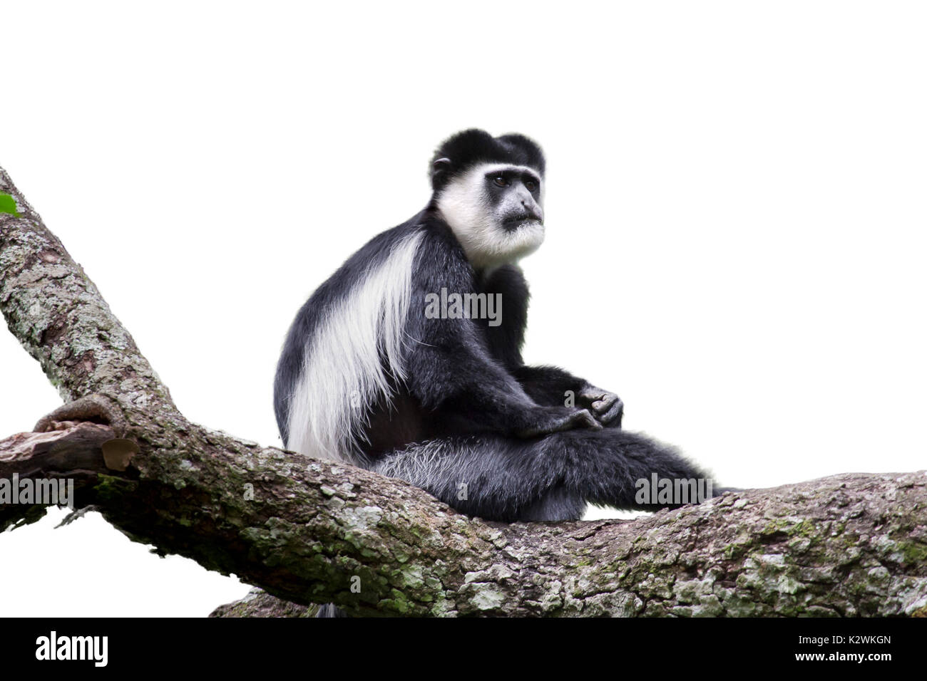 Östlicher oder bemantelter Schwarzweiß-Colobus (Colobus guereza) auf einem Baum, isoliert auf weißem Hintergrund. Stockfoto
