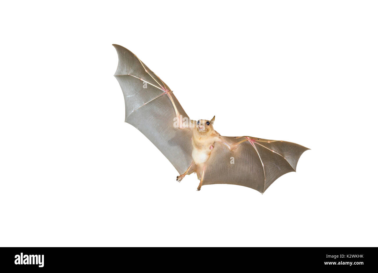 Gambische epauletted Obst bat (Epomophorus gambianus) fliegen, auf weißem Hintergrund. Stockfoto