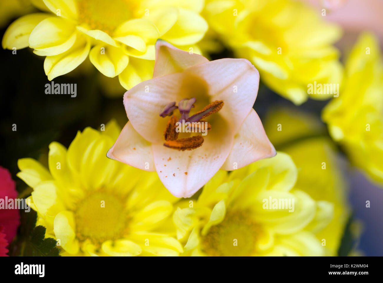 Winzige orange Blume stoßen, die durch leuchtend gelbe Margeriten Stockfoto