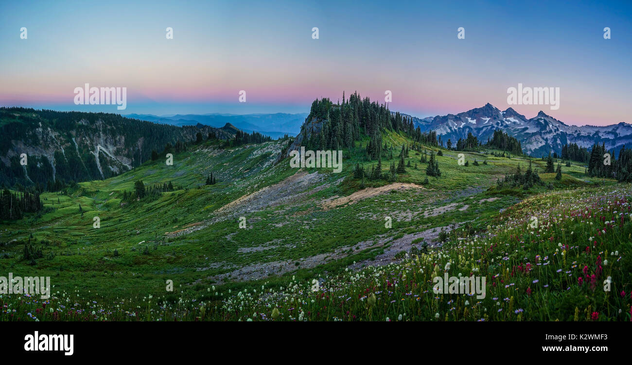 Dies ist das Bild des Berges und Wildblumen bei Sonnenuntergang in Mazama Ridge auf Mount Rainier National Park, Washington. Stockfoto