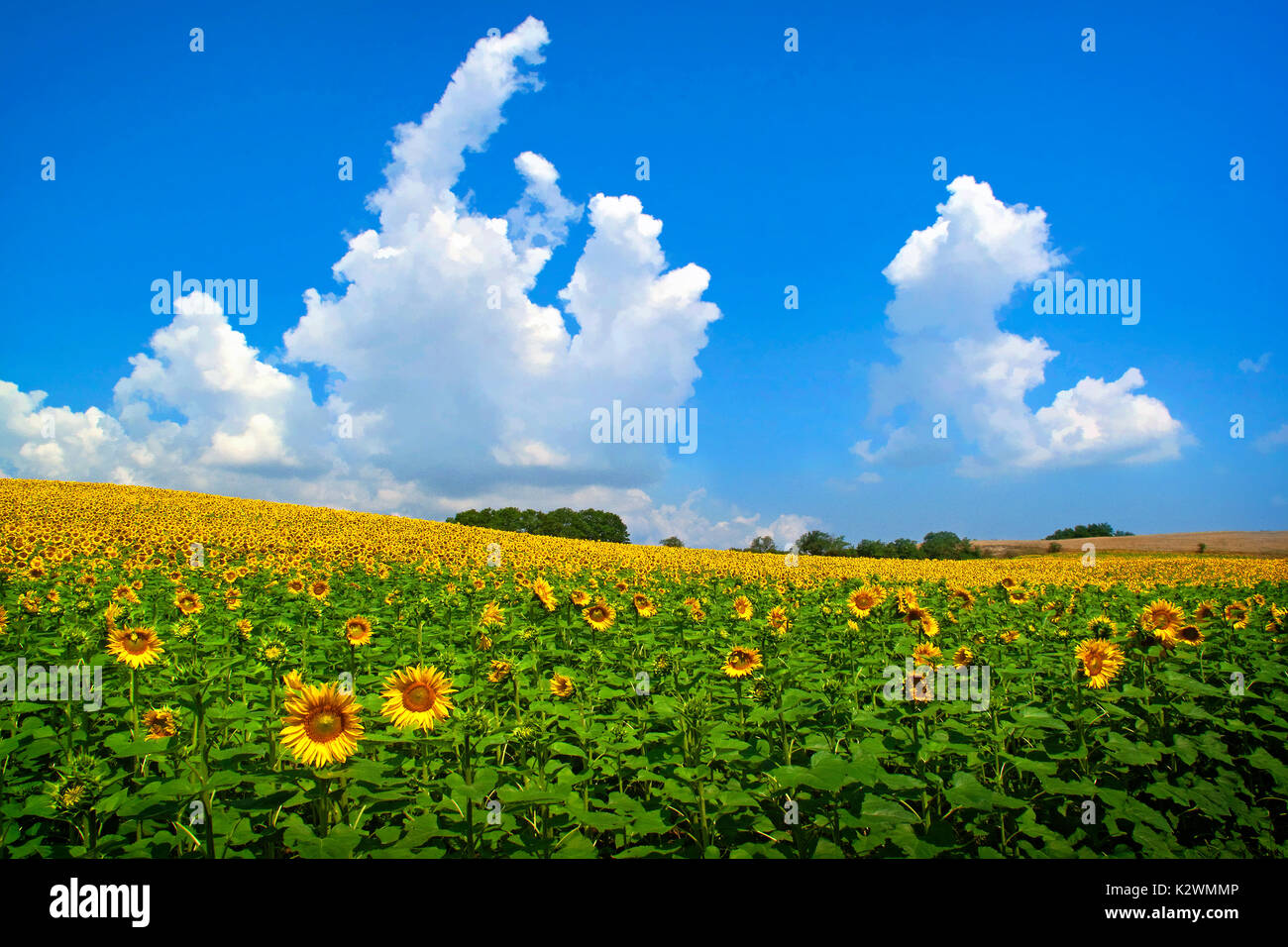 ITALIEN, TOSKANA, STÄDTE, LANDSCHAFTEN, KULTUREN, BAUERNHÖFE, SKULPTUREN, BAUERNHÖFE, SONNENBLUMEN, ETRUSKER, Stockfoto