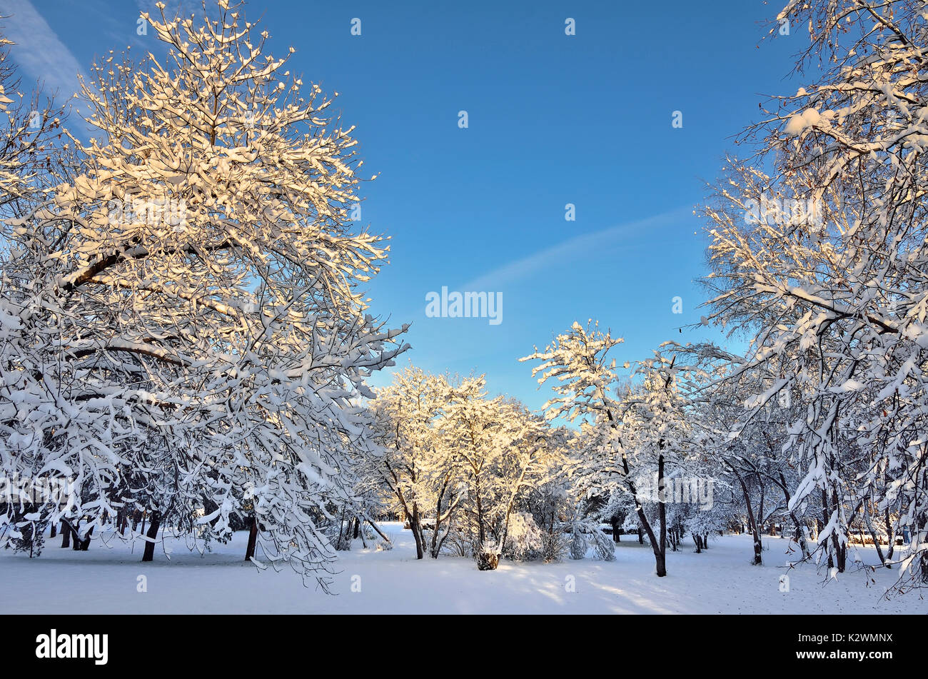 Schöne sonnige Winterlandschaft in der City Park mit weißer Schnee bedeckt Bäume Stockfoto