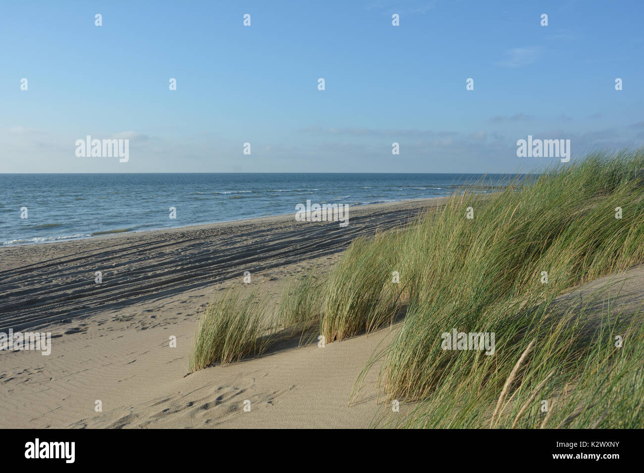 Dünen Gras im Wind an der Nordsee Strand mit blauer Himmel Stockfoto