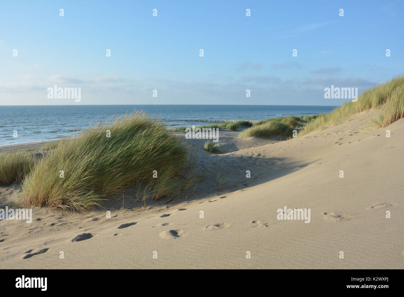 Dünen Gras im Wind an der Nordsee strand mit vielen Sand und blauer Himmel Stockfoto