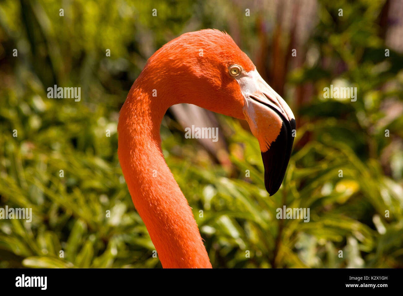 Schönen Flamingo Vogel, California. Stockfoto