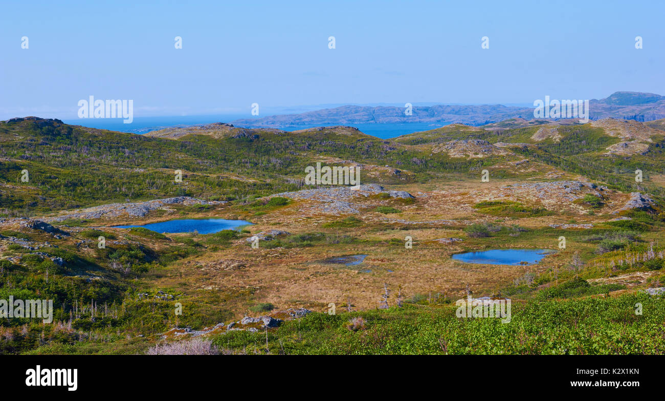 GreenBeauty in der Natur, großen nördlichen Halbinsel, Neufundland, Kanada Stockfoto