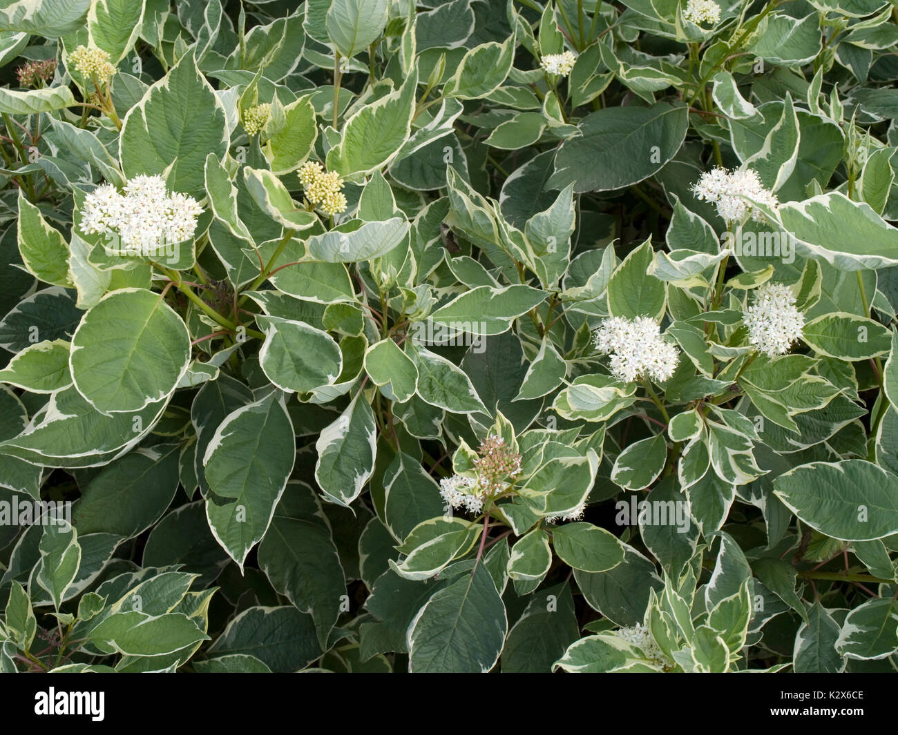 Cornus alba dekorative Strauch Stockfoto