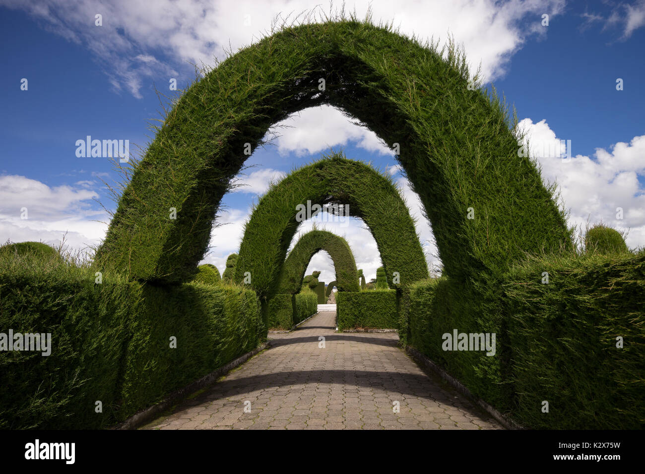 Immergrune Zypresse Topiary In Der Tulcan Ecuador Friedhof Zu