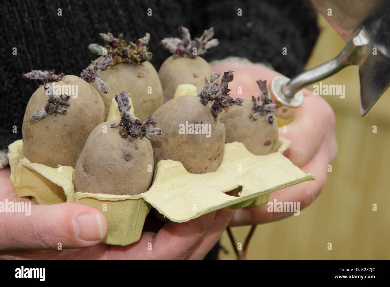 Solanum tuberosum. Chitted Pflanzkartoffeln in einem Recylced ei Box bereit für die Bepflanzung - Frühling, Großbritannien Stockfoto