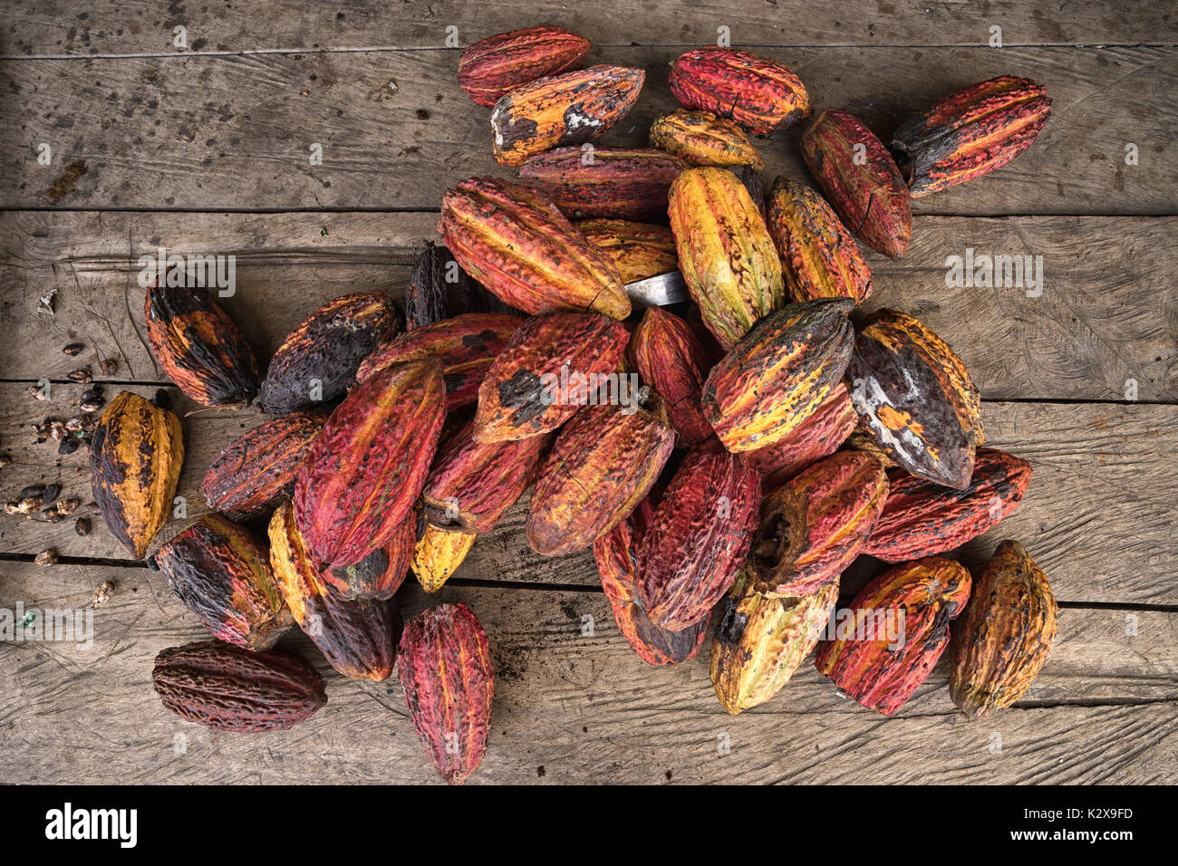 Ganze Kakaofrüchte im Amazonasgebiet von Ecuador Stockfoto