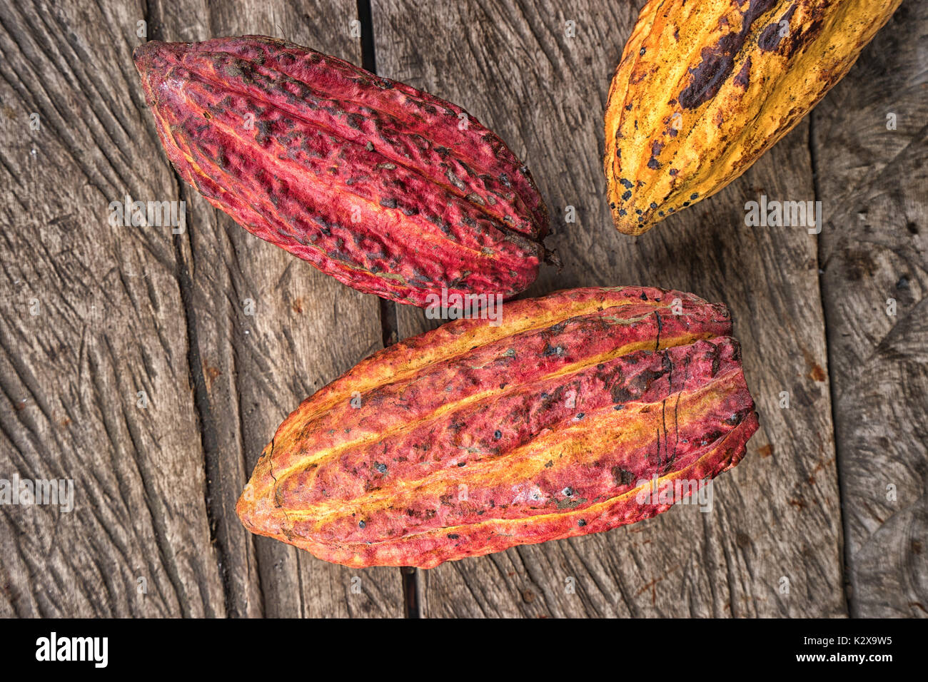 Ganze Kakaofrüchte im Amazonasgebiet von Ecuador Stockfoto