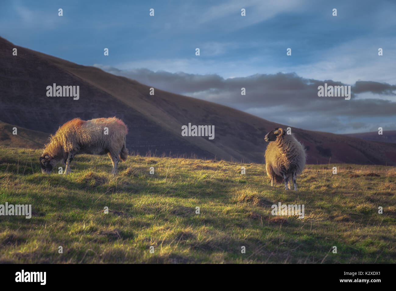 Zwei Schafe genießen Sie am späten Nachmittag Frühlingssonne Stockfoto