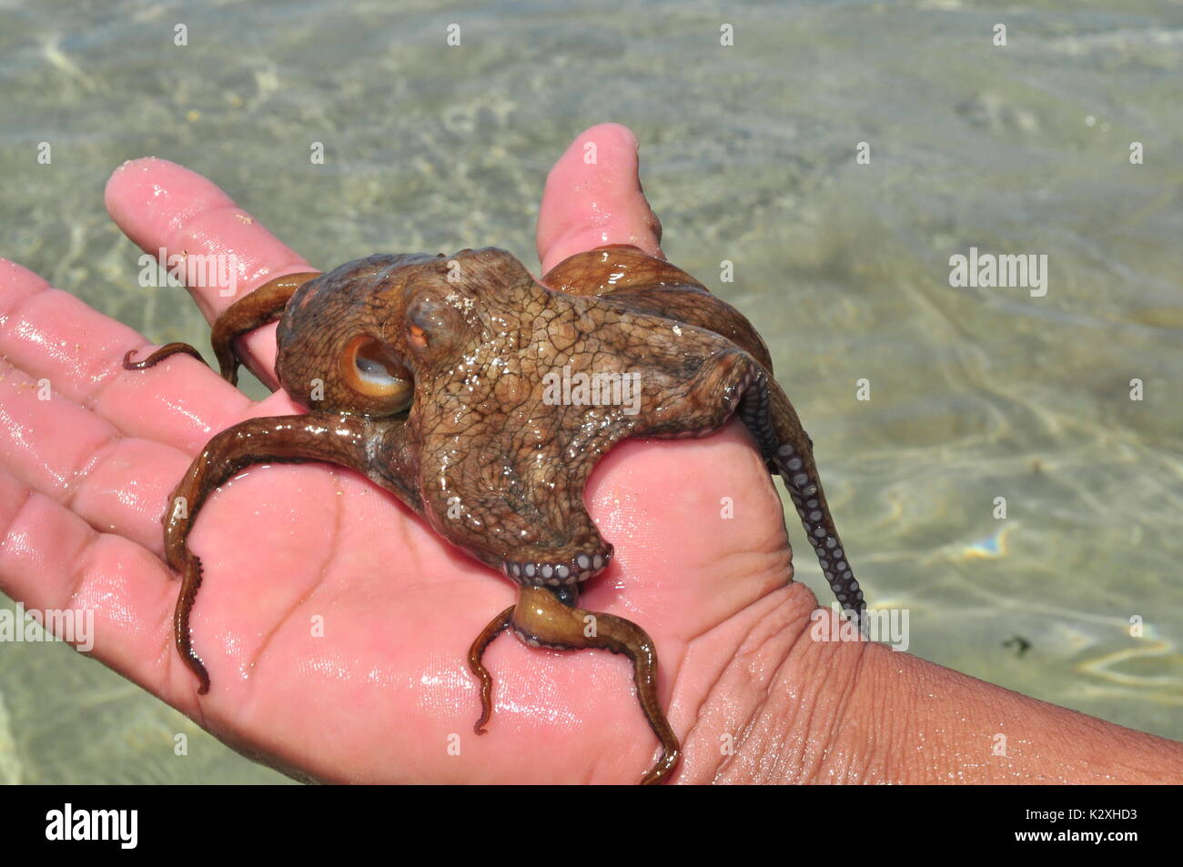 Der Mann hält live Octopus in der karibischen Küste von Panama Stockfoto