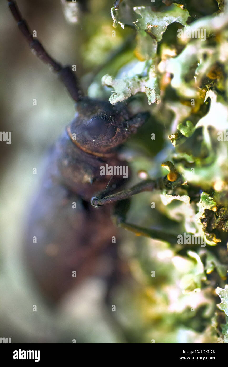 Longhorn Käfer krabbelte auf Eiche - starke Käfer und raue Rinde Stockfoto