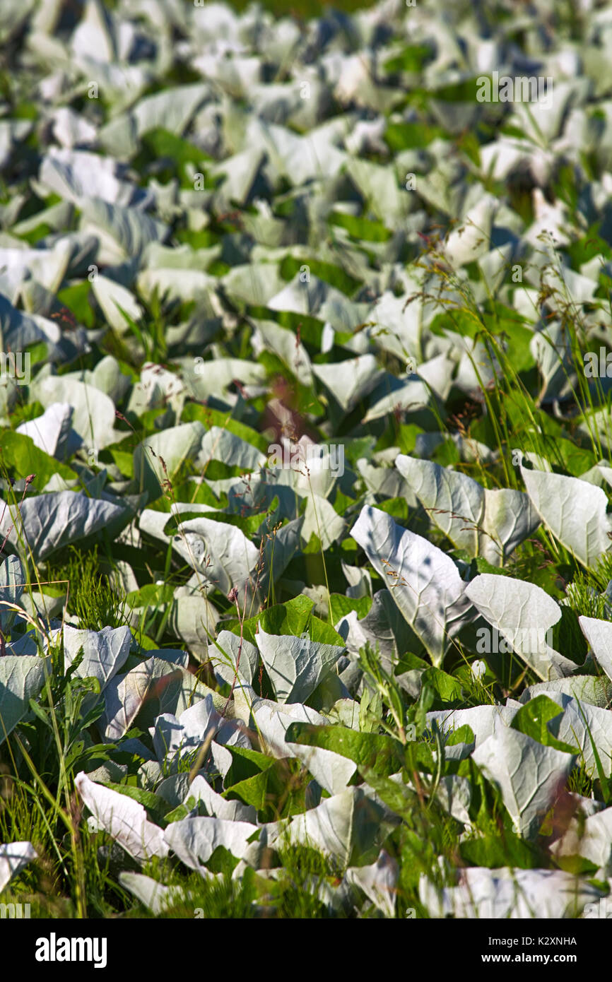 Mosaik weißen Blatt os Huflattich und Schachtelhalm im Raster von Getreide, Schwingen, in den Wind. Garten Design Stockfoto