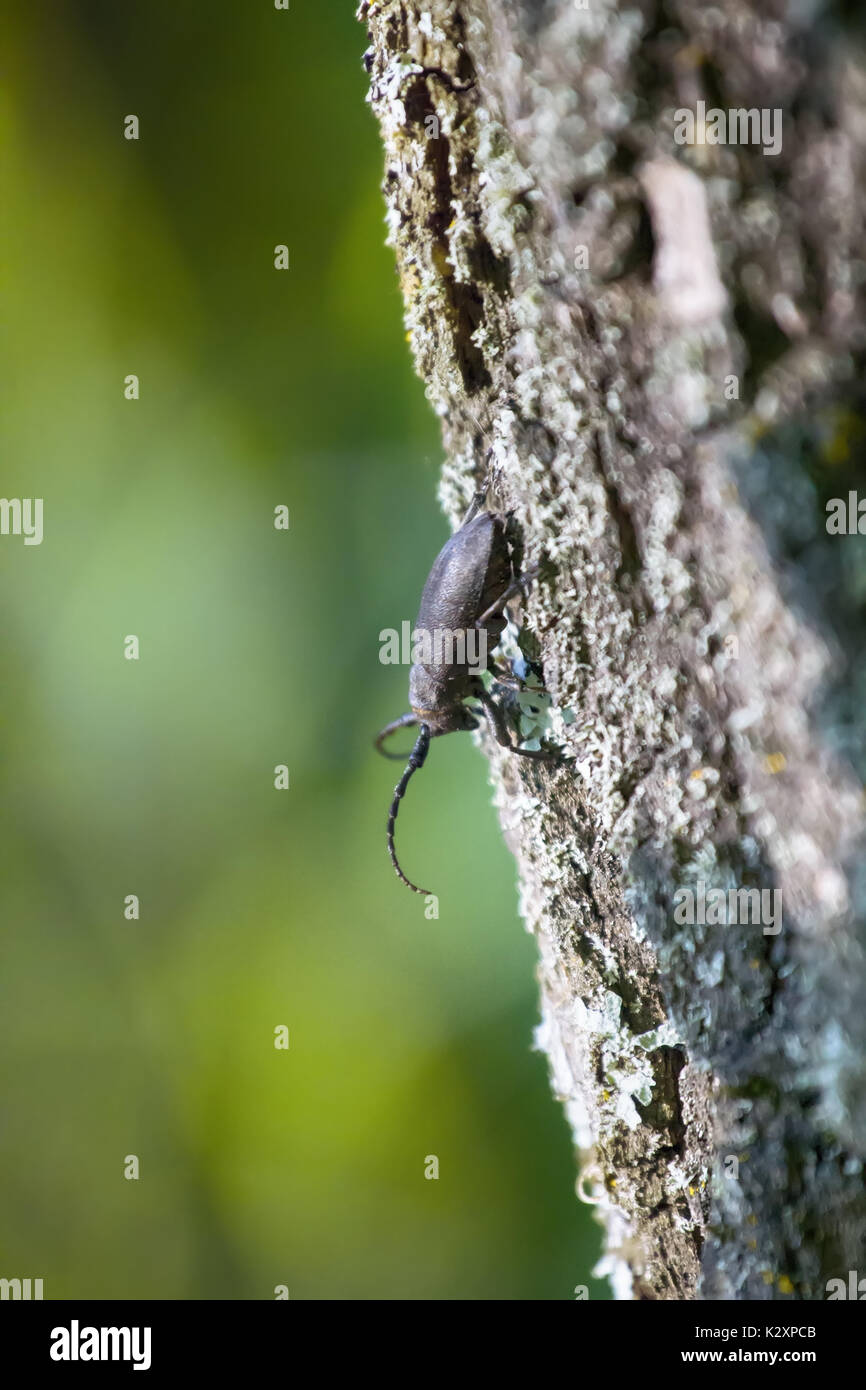 Longhorn Käfer krabbelte auf Eiche - starke Käfer und raue Rinde Stockfoto