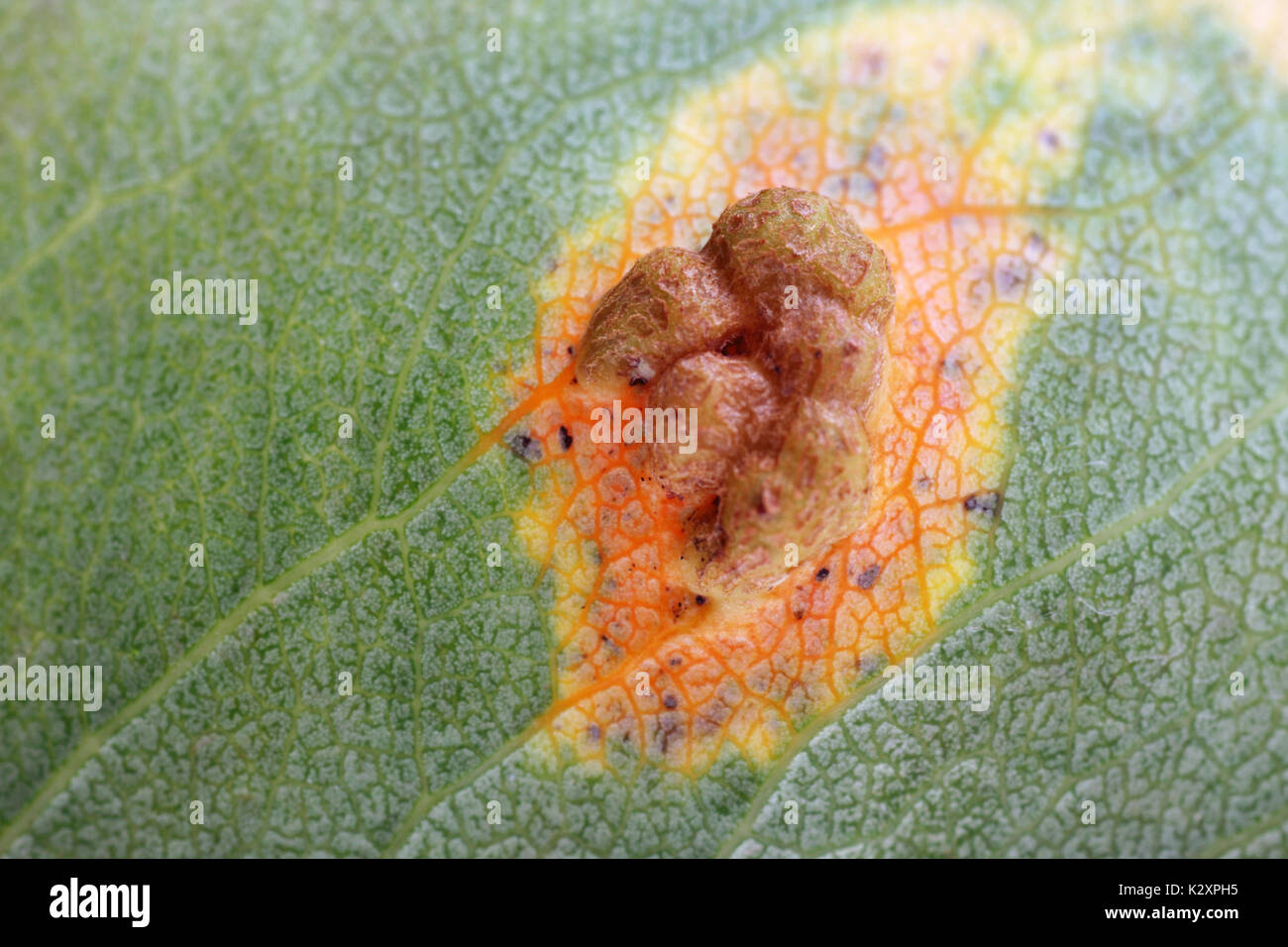 Makro Bild der Unterseite einer Birne Blätter mit einer Pilzinfektion, die Galle, die Sporen Hafen. Stockfoto