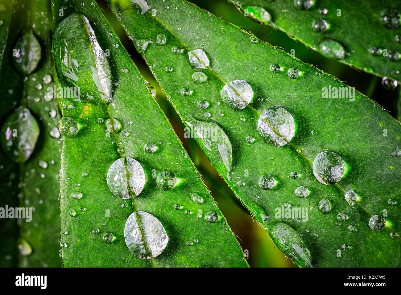Regentropfen auf einem Blatt Lupin, Regentropfen auf einem Lupinen-Blatt Stockfoto