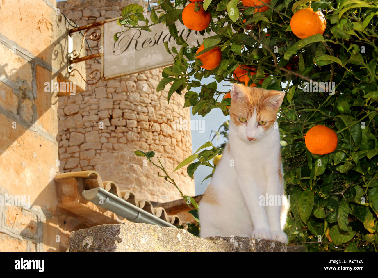 Hauskatze, Red Tabby white, sitzen auf einer Mauer vor einem Orangenbaum durch ein Restaurant Stockfoto