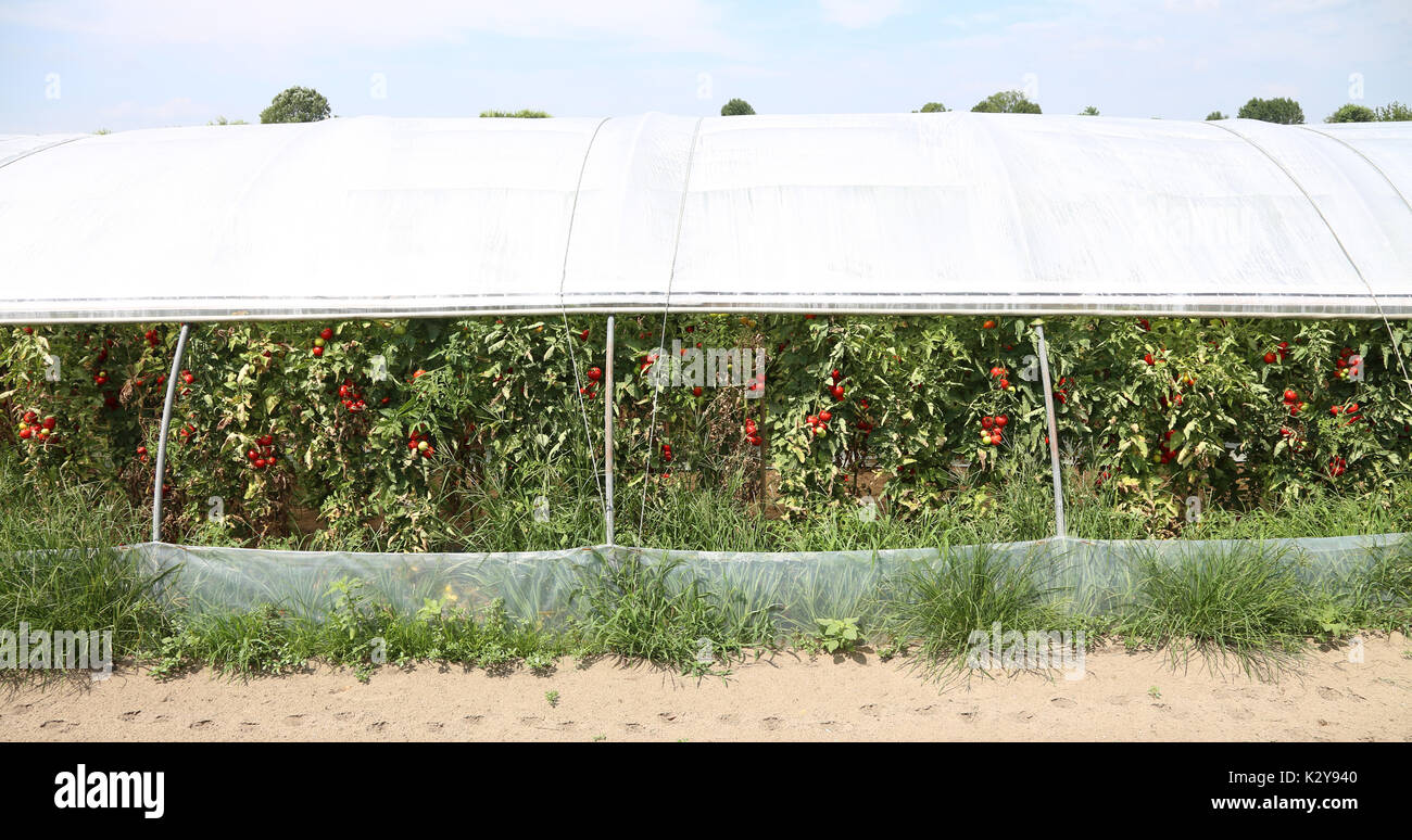Gewächshaus für den Anbau von Tomaten in einem Land am Mittelmeer im Sommer Stockfoto